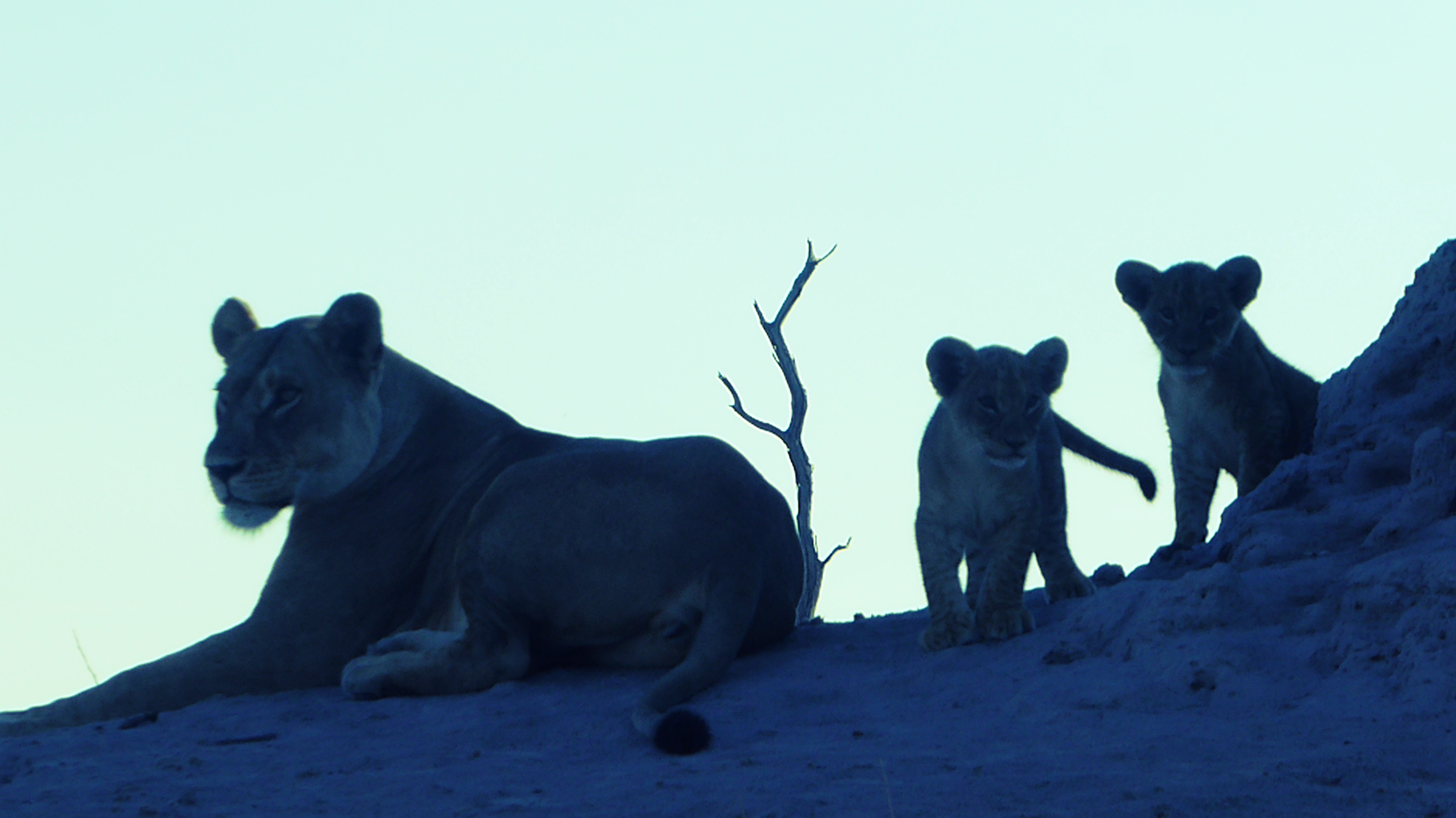 Lioness and 2 cubs in blue Selinda